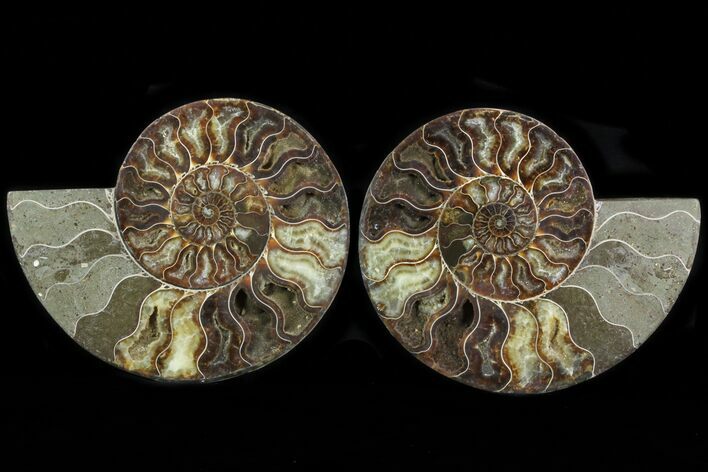 Cut & Polished Ammonite Fossil - Agatized #78327